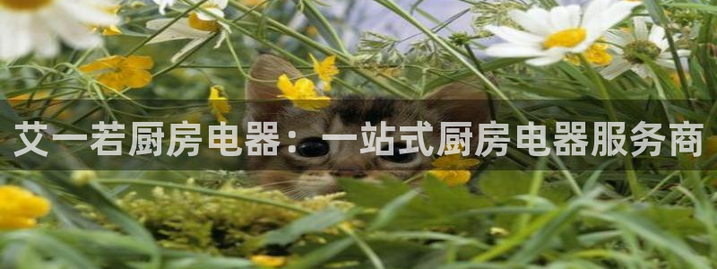 风暴娱乐套路
